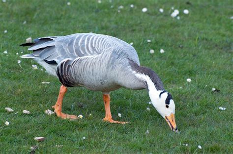 De Kleine Wilde Gans: Een Verborgen Juweel van Xi'an Met een Fascinerende Geschiedenis!