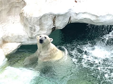  De Ueno Zoo: Een Oase van Biodiversiteit in het Hart van Tokio!