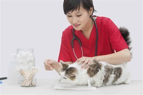 What Education and Training is Required to Be a Veterinarian? And Why Do Cats Always Land on Their Feet?