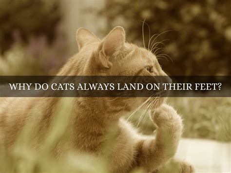 What Education is Required to Be a Paralegal and Why Do Cats Always Land on Their Feet?